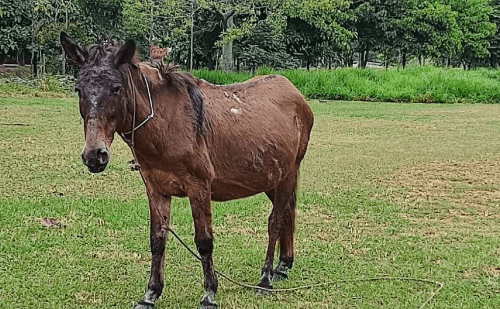Operação combate maus-tratos a cavalos e mulas em Ipatinga