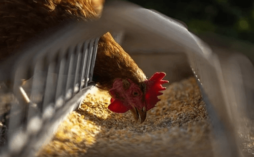 Surto de gripe aviária mata aves em criação doméstica de Goiás