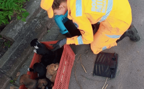 Cadela e filhotes são resgatados em mata de Arcos