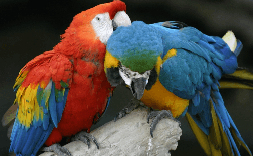 Criação de aves exóticas exige nota fiscal e anilha no Brasil
