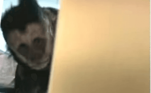 Macaco entra em geladeira e causa estrago em imóvel na Zona Sul do Rio