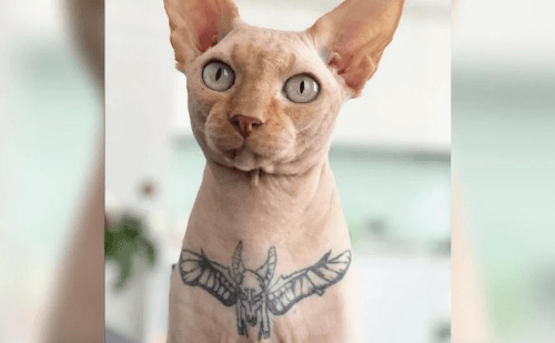 Nova lei proíbe tatuagens e piercings estéticos em cães e gatos