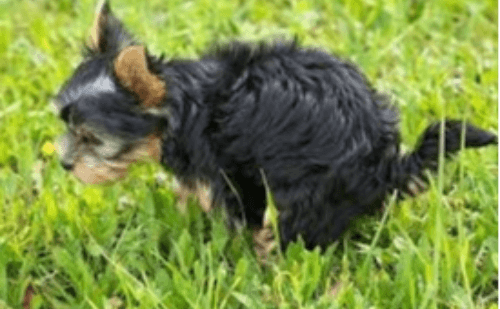 Cidade espanhola aplicará multas milionárias por fezes e urina de pets