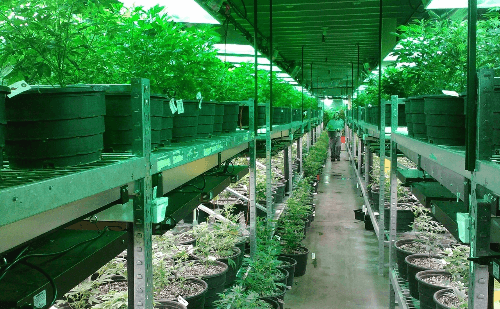 Ações sobem 60.000% com remédio natural para TDAH e autismo