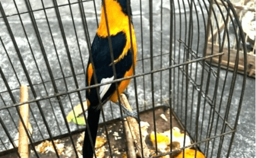 Homem é flagrado com 10 aves silvestres na BR-251 em Padre Carvalho