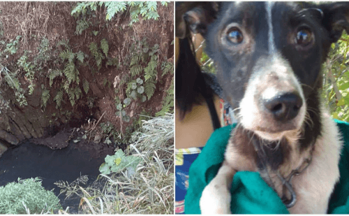 Cachorro resgatado de córrego é adotado por moradora em BH