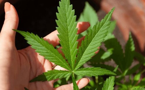 Uso de maconha pode dobrar risco de morte por doenças cardíacas, indica estudo