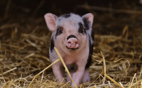 Corações humanos são desenvolvidos em porcos pela primeira vez