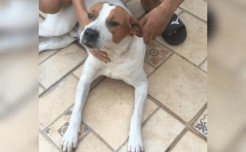 Cão encontrado ao lado de tutor morto comove Pontes Gestal