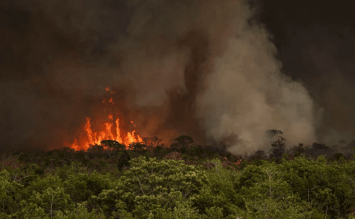 Brasil registra recorde com 30 milhões de hectares destruídos por fogo em 2024