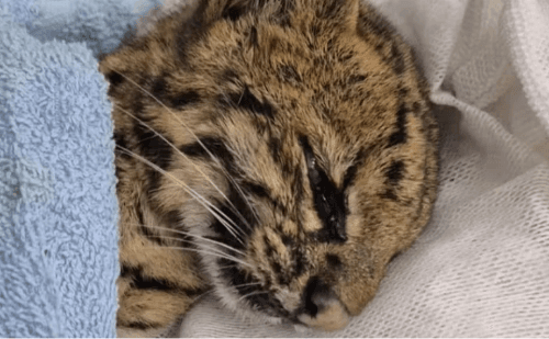 Gato-do-mato morre após ser resgatado em Mogi das Cruzes com sintomas neurológicos