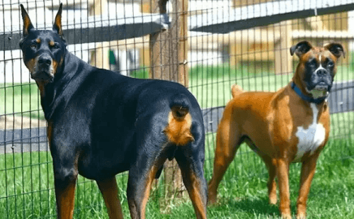 Corte de rabo em cães é condenado por especialistas e proibido no Brasil