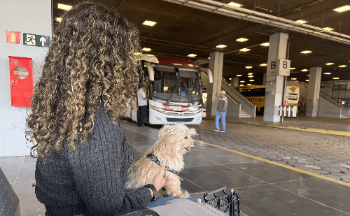 Minas libera viagens com pets em ônibus intermunicipais a partir de sexta-feira