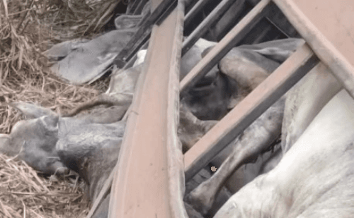 Carreta carregada com gado tomba na estrada entre Rio Casca e Abre Campo e deixa animais mortos