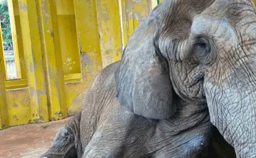 Zoológico de BH perde elefante Jamba aos 29 anos