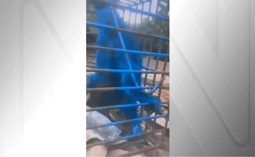 Homem pinta macaco e é multado em Santa Juliana