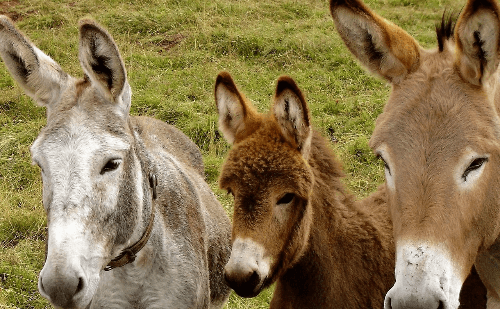 Abate de burros por uso medicinal gera crise na África