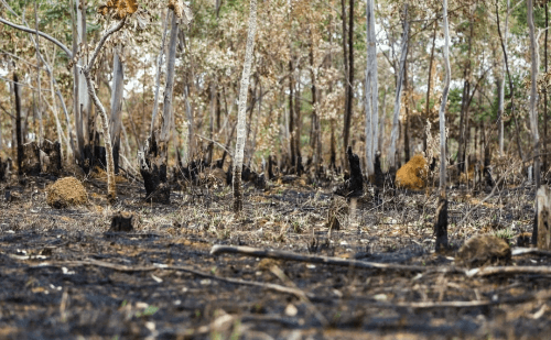 Desastre ambiental em 2024 contradiz discurso ecológico de Lula