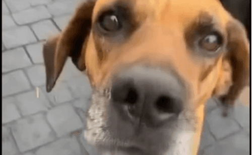Cachorro é morto com tiros em Uberlândia; MP apura ameaça anterior