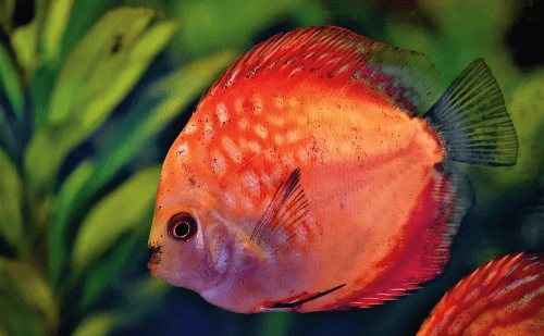 Mercado uruguaio é aberto para peixes ornamentais brasileiros