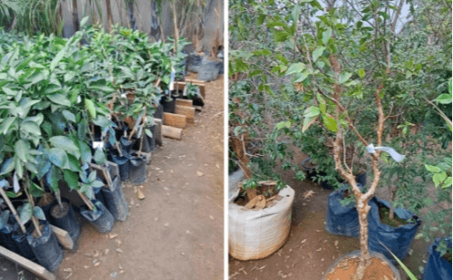 Dono de floricultura é preso por furto de R$ 300 mil em Divinópolis