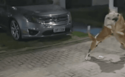 Criança é mordida por pitbull solto em condomínio do Rio