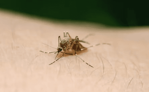 Brasil registra 47 mortes por febre amarela em 2025 e amplia campanha de vacinação