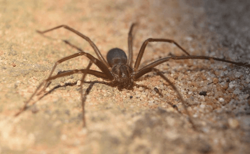 Picada de aranha-marrom causa necrose em jovem brasileira