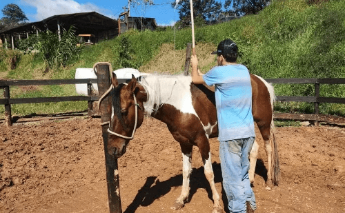 Surto de ração tóxica mata cavalos em São Paulo