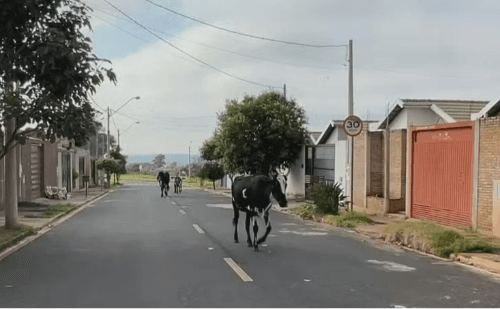 Com recolha suspensa, animais soltos provocam acidentes em Rio Preto