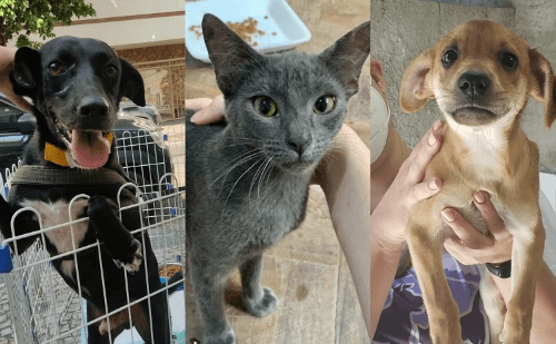 Mais de 300 animais disponíveis para adoção em plataforma da PBH
