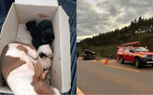 Cadela e filhotes sobrevivem após acidente com três mortes no Vale do Jequitinhonha