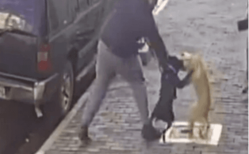 Pitbull ataca cachorro em rua movimentada de São Paulo e reacende debate sobre focinheira