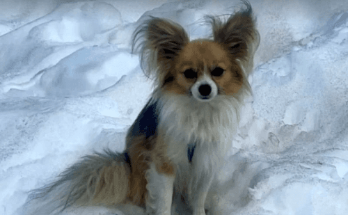Chihuahua é essencial em resgate de tutor em fenda de 8 metros na Suíça