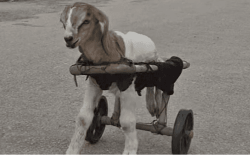Carneiro paraplégico cego comove web e recebe presente no Ceará