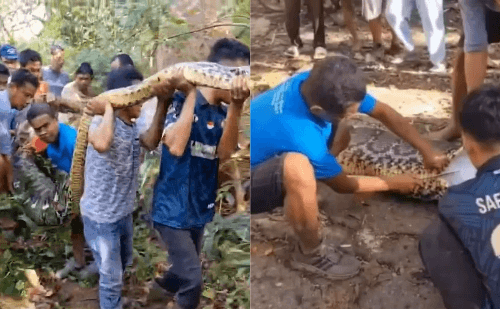 Corpo de agricultor é retirado de dentro de cobra de 8 metros na Indonésia