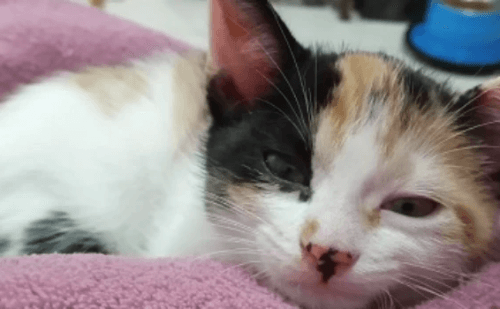 Consórcios de MG têm últimos dias para aderir ao programa de chipagem animal
