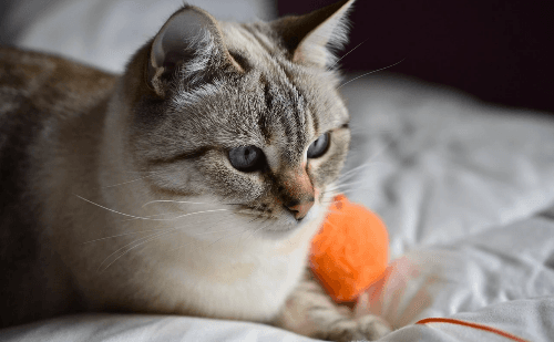 Esporotricose avança e gatos viram foco de surto em BH
