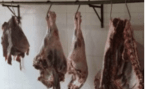 Ervália: abatedouro é multado após crueldade com animais