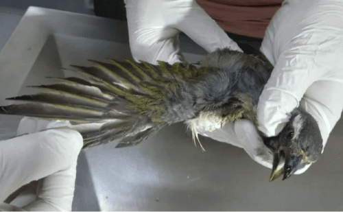 Centro em Divinópolis reabilita aves vítimas do tráfico em MG