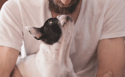 Convivência com cães é possível mesmo com alergia, afirmam especialistas