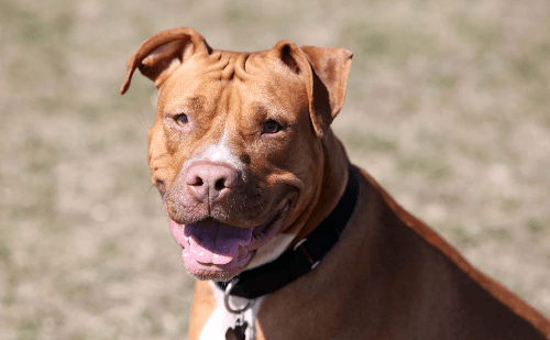 Santa Catarina impõe restrições à circulação de pitbulls