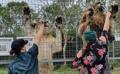 Austrália: mulher tem braço arrancado por leoa em zoológico