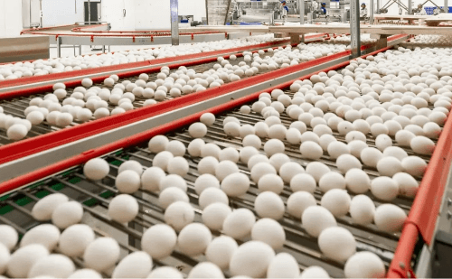 Brasil bate recorde em exportações de ovos mesmo com gripe aviária