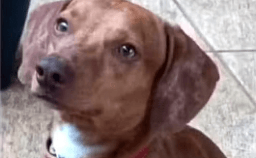 Cão é encontrado morto com pescoço cortado e tutora desmaia no interior de SP