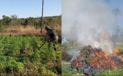Brasil e Paraguai destroem mais de mil toneladas de maconha em ação conjunta