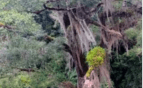 Maior jequitibá-rosa do Brasil é encontrado no Vale do Jequitinhonha