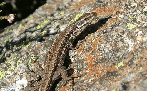 Lagartixa africana invade casas em todo o Brasil