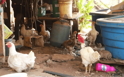 Primeiro foco de gripe aviária em aves domésticas preocupa autoridades