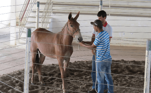Sistema Faemg Senar promove 47 cursos gratuitos para o meio rural até sábado